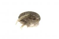 Мормыш живой "рачок", банка 20 гр.