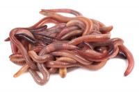 Червь навозный в банке