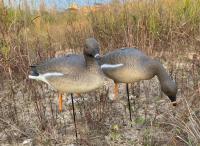 Чучело Гусь "Гуменник" 10 шт. (2 - сторожевых, 8 - кормящихся) ELITE 3D Greylag Goose (EGG10)