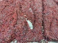 Мотыль кормовой 100 г