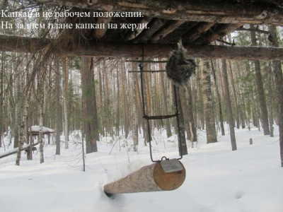 Самолов давящий гуманный КД-140 - Норка/Соболь. (Бревно - сбежка, не портит мех, не замерзает)