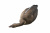 Чучело Гусь "Гуменник" 10 шт. (2 - сторожевых, 8 - кормящихся) ELITE 3D Greylag Goose (EGG10)