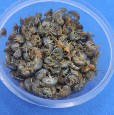 Мормыш живой "рачок", банка 20 гр.