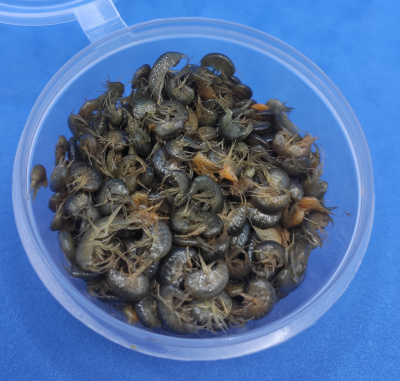 Мормыш живой "рачок", банка 20 гр.